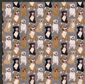 Pit Bull Print