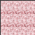 Pink Succulent Print
